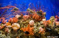 小丑鱼的奇妙世界：水族馆的探索
