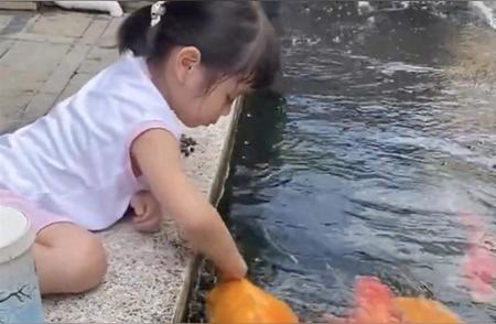 5岁小女孩与50斤胖锦鲤的和谐瞬间，网友惊叹：鱼也能被抚摸！