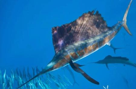 从指甲盖到海洋巨人：旗鱼的惊人成长历程！