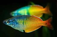 美人鱼与彩虹鱼：观赏鱼的多彩世界