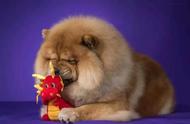 松狮犬：皇家猎犬的可爱版玩具熊
