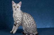 每日赠你一只猫，九号：埃及猫，豹纹爱好者的最爱