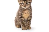 虎斑猫：最受欢迎的宠物猫品种