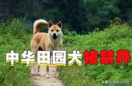 田园犬：中国的优秀犬种为何遭遇禁养？