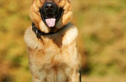 德国牧羊犬：警犬界的明星，智慧与勇气的绝佳组合
