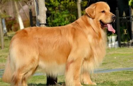 【2024年狗狗人气榜】8种大型犬你最喜欢哪种？