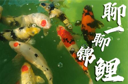 锦鲤养殖秘籍：水族店老板多年经验的分享