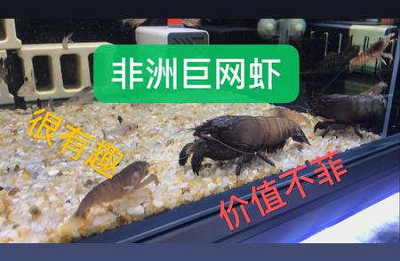 观赏虾的魅力：为什么它们如此受欢迎？