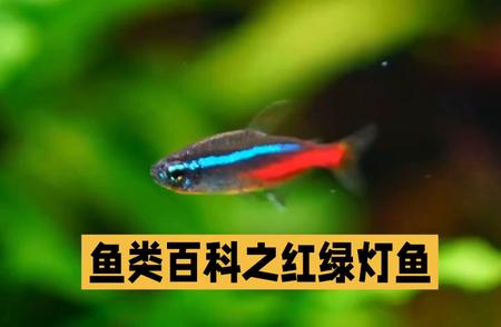 红绿灯鱼的神秘世界：探索鱼类百科的奥秘