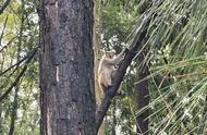 揭秘私养宠物猴现象：上海金山事件引发关注