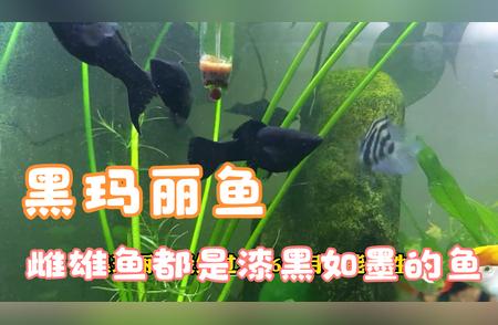 黑玛丽鱼养殖指南：从入门到精通