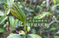 北斗与大红袍：岩茶品种的真相揭秘