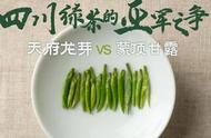 四川茶业内部竞赛：蒙顶甘露与天府龙芽的激烈对决