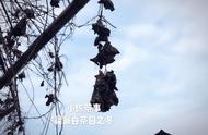 三分钟速成：绿茶、红茶、白茶、黑茶特点一览无余，老茶客盛赞！