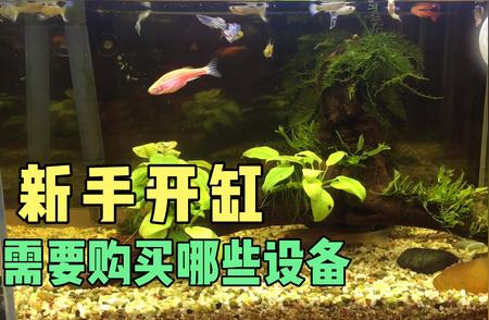 新手开设热带鱼缸必备设备清单