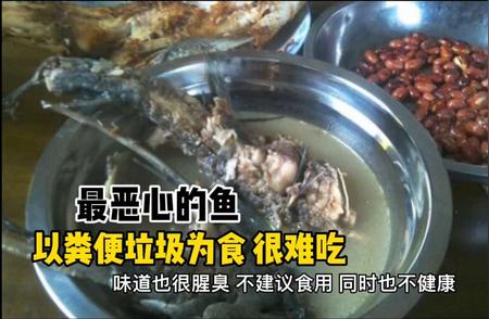 清道夫鱼的特殊食性：真的以粪便垃圾为食吗？