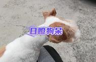 刚毛猎狐梗与平毛猎狐梗：犬类爱好者的新宠