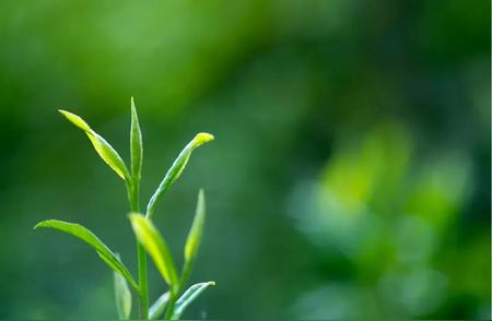 金骏眉泡茶需要洗吗？一探究竟