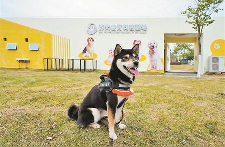 深圳宠物乐园大揭秘：已有11座专属天地等你来体验！