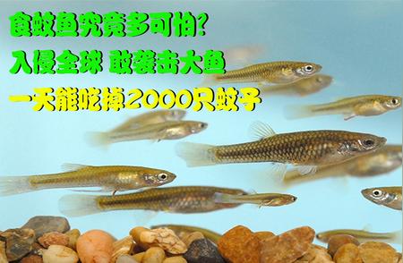 食蚊鱼的惊人入侵：全球蔓延，挑战大鱼界！