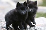 寻根问祖系列（16）：西帕基犬（Schipperke）的起源与特性