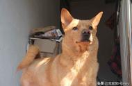 中华田园犬与品种狗的差异：为何田园犬不受欢迎？