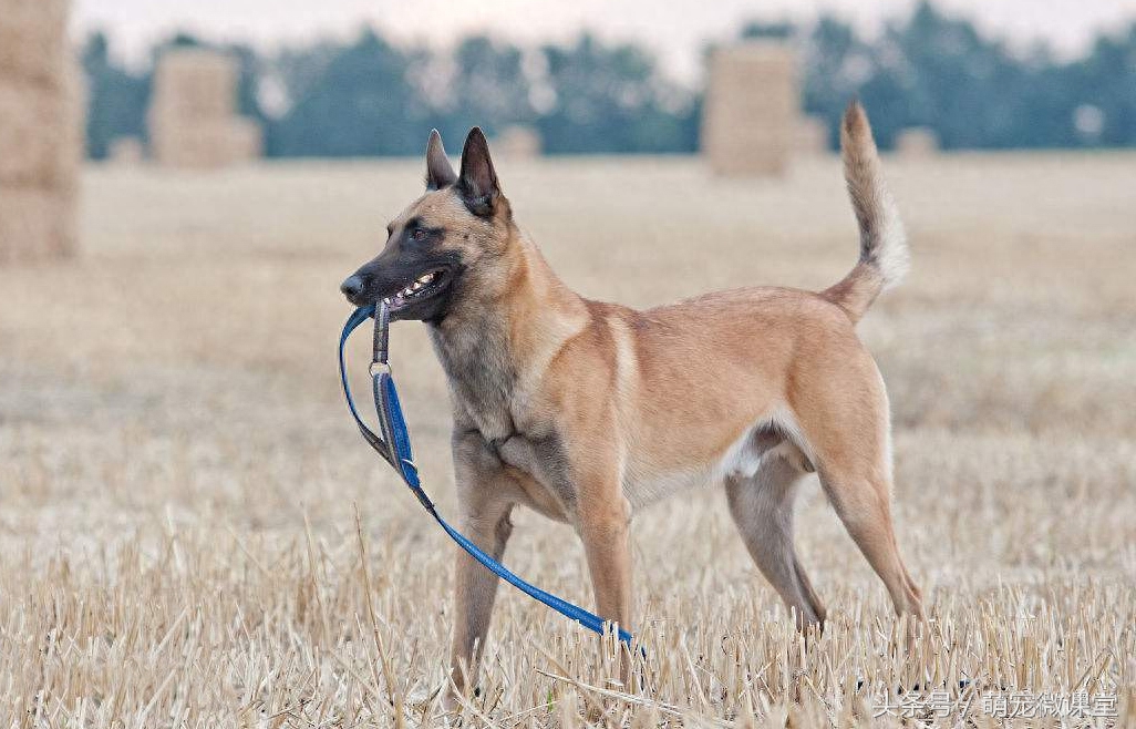 来自比利时的本土犬种，除了马犬你还知道哪些呢？