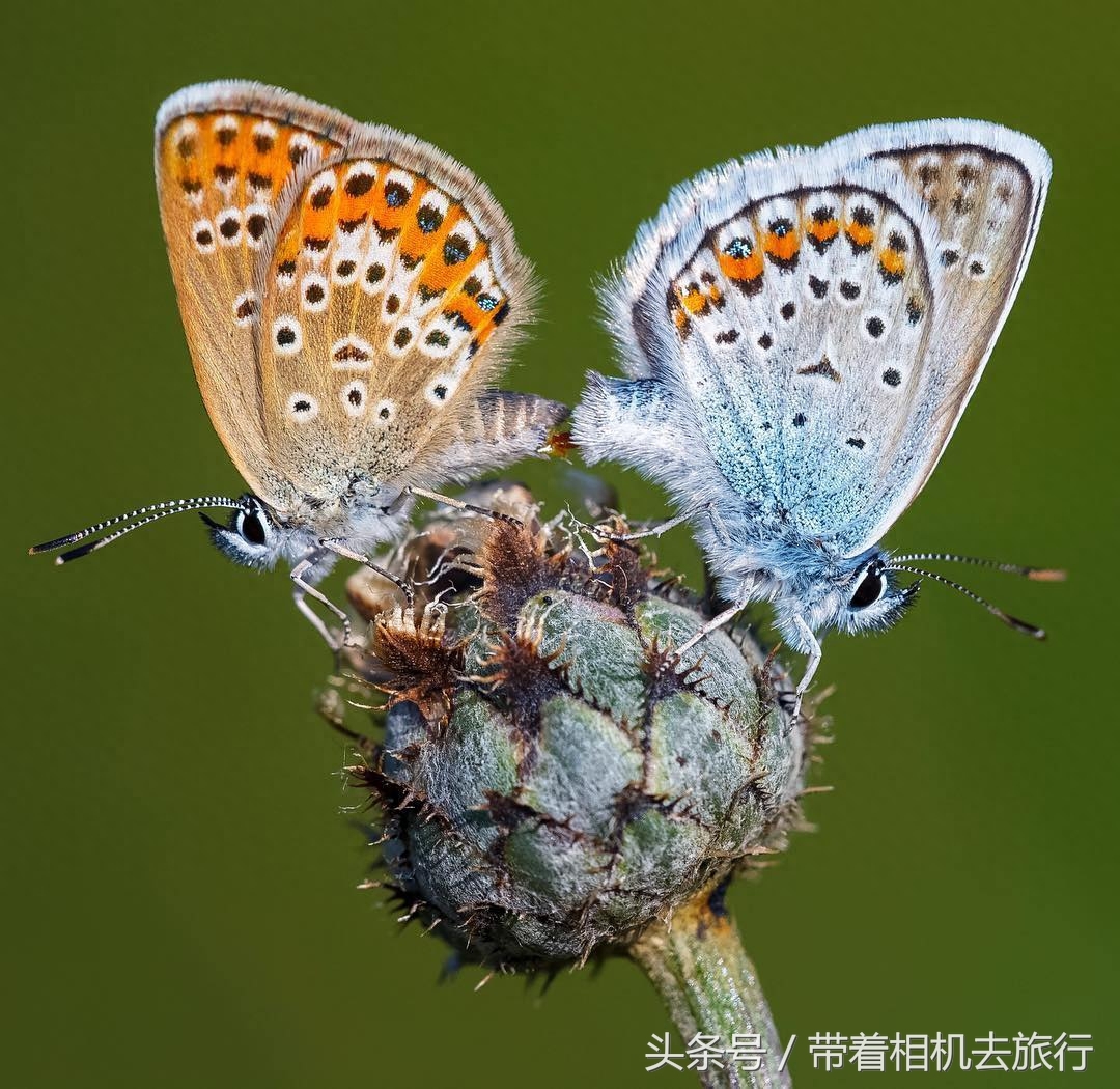 摄影师拍摄各种蝴蝶，它们的寿命有的只有几天