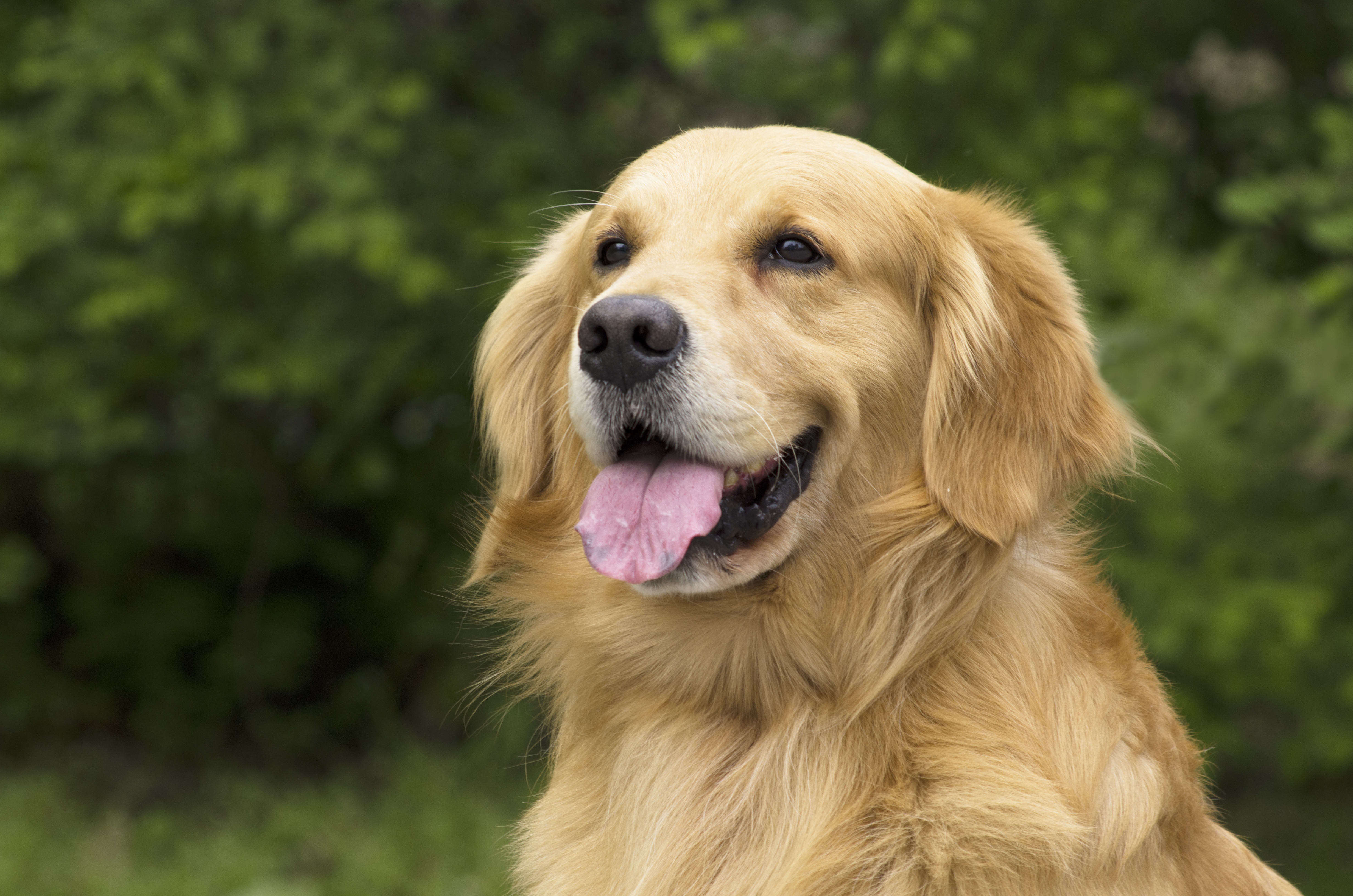 可爱的纯种金毛猎犬