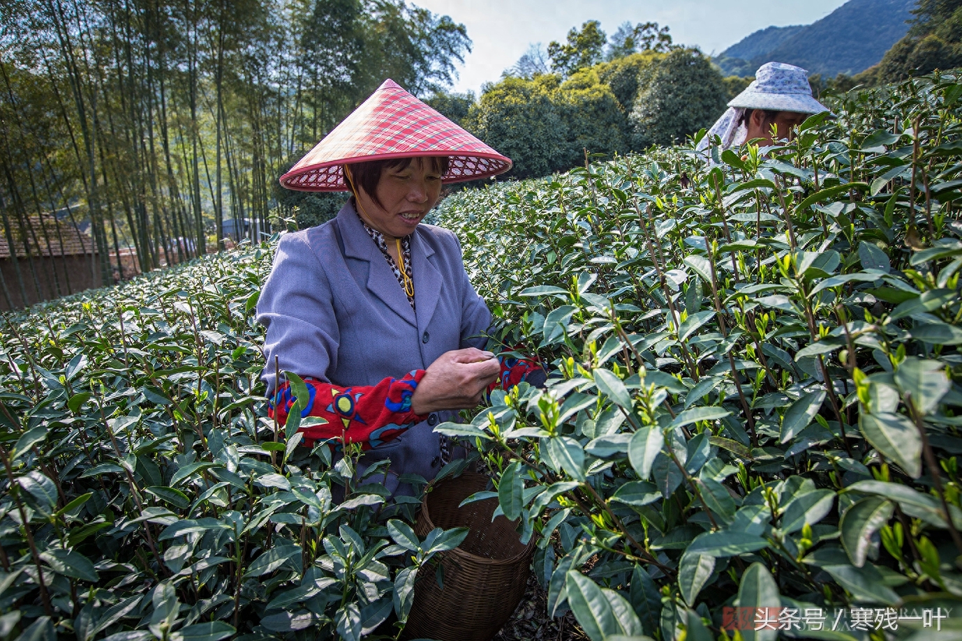 这茶才叫西湖龙井，景区买的是龙井茶，价格差很多别被骗了