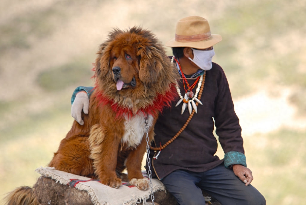 世界名犬欣赏——藏獒！