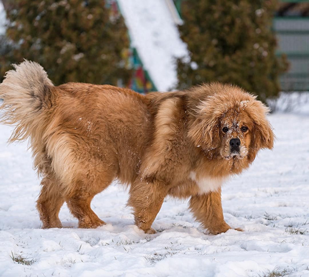 世界名犬欣赏——藏獒！