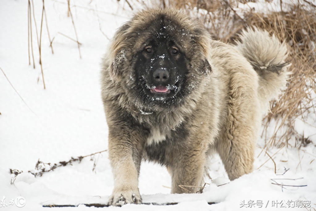 兰州禁养犬名单，多少大狗无辜躺枪，纽芬兰犬最冤枉